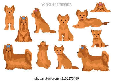 Yorkshire Terrier clipart. Different poses, coat colors set.  Vector illustration