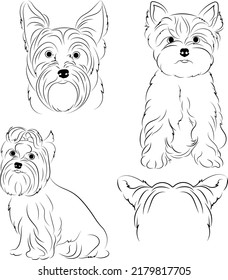 Yorkshire Terrier collection set in many action vector isolated