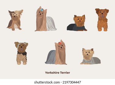 Yorkshire terrier colors breed, dog drawing. Cute dog characters in various poses, designs for prints, adorable and cute Yorkie cartoon vector set, in different poses. Flat cartoon style All terrier c