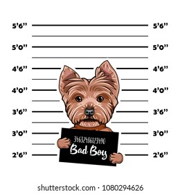 Yorkshire terrier Criminal. Police banner. Arrest photo. Police placard, Police mugshot, lineup. Police department banner. Dog offender. Vector illustration