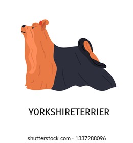 Yorkshire Terrier. Cute small lap dog isolated on white background. Adorable purebred domestic animal or pet of toy breed with long-haired coat. Colored vector illustration in flat cartoon style