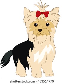 yorkshire terrier dog