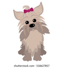 Yorkshire Terrier dog