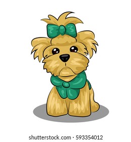 Yorkshire Terrier dog