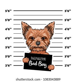 Yorkshire Terrier dog Bad boy. Dog prison. Police mugshot background. Yorkshire terrier criminal. Arrested dog. Vector illustration.