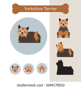 Yorkshire Terrier Dog Breed Infographic, Illustration, Front and Side View, Icon