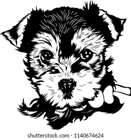 Yorkshire Terrier dog breed pet