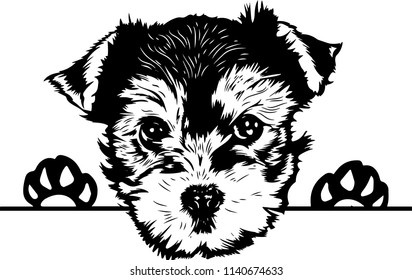 Yorkshire Terrier dog breed pet