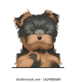 Yorkshire Terrier Dog Illustration Isolated On White Background