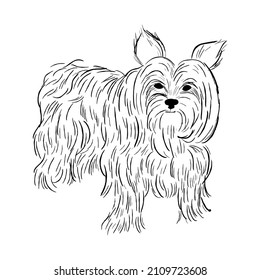 Yorkshire Terrier dog isolated on white background. Hand drawn dog breed vector sketch.