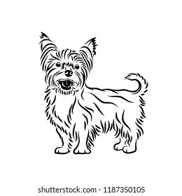 Yorkshire terrier dog - isolated vector illustration
