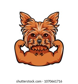 Yorkshire Terrier dog. Muscles. Dog sportsman. Dog breed Vector illustration