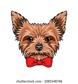 Yorkshire Terrier dog. Red bow. Dogs accessory. Yorkshire terrier dog breed. Vector illustration.