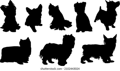 Yorkshire Terrier Dog Silhouette Bundle SVG