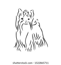 Yorkshire terrier dog sketch, contour vector illustration 