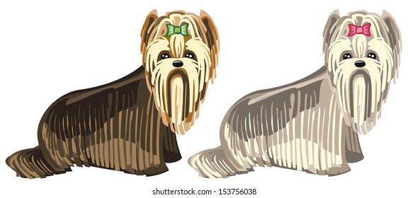 yorkshire terrier dogs in two different colors