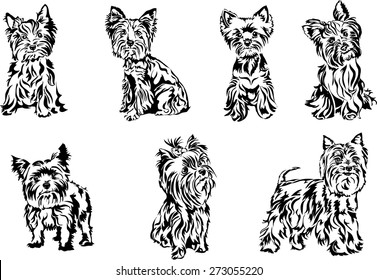 Yorkshire terrier, graphics