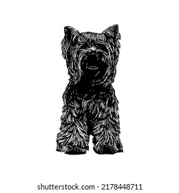 Yorkshire Terrier hand drawing vector illustration isolated on white background