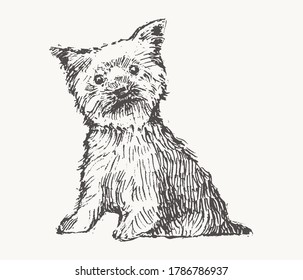 Yorkshire Terrier. Hand drawn vector illustration of a dog. Realistic sketch