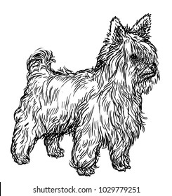 Yorkshire terrier illustration, drawing, engraving, ink, line art, vector