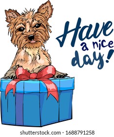 Yorkshire Terrier on a gift box