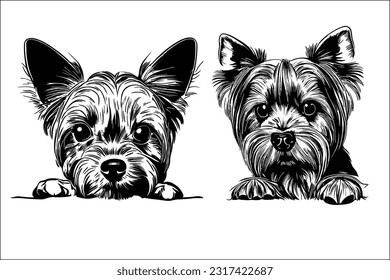 Yorkshire Terrier Peek - Charming Yorkshire Terrier dog head peeking illustration in EPS format. Perfect for capturing the adorable and lively nature of the breed in designs, logos, and branding