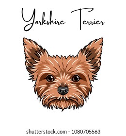 Yorkshire terrier portrait. Cute animal. Dog breed. Vector illustration