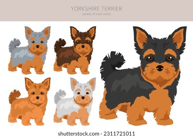 Piloto de cachorros de Yorkshire Terrier. Postas diferentes, colores de abrigo.  Ilustración del vector