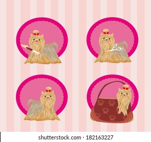 Yorkshire terrier red and black with elegant exhibition haircut - set