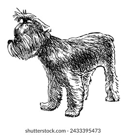 Yorkshire Terrier sketch one cute purebred  lap dog standing and looking, vector hand drawing isolated on white