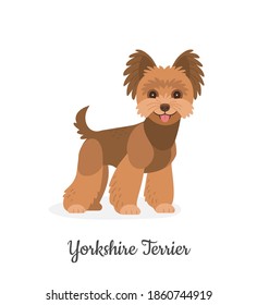 Yorkshire terrier. Vector illustration of cute little brown dog in flat style. Isolated on white
