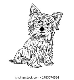 Yorkshire-terrier vector hand drawing illustration in black color isolated on white background