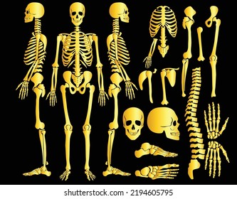 you can use Golden human bones skeleton silhouette collection set to design banners, posters, backgrounds, ...etc.