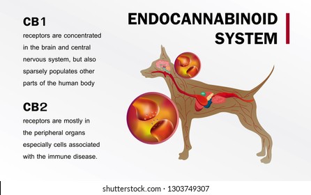 You Dog Cannabinoid Receptrs Endocannabinoid System Of Dog