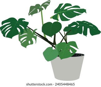 If you have ever worked in an office, you may well have come across the monstera. you know what you are doing, monstera plants are very easy to care.