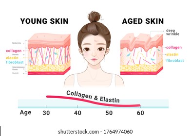  Young and aged skin. Collagen in younger and older skin. collagen in younger and older skin.