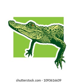 Young American alligator.
Monochrome vector graphic illustration, a portrait of a baby crocodile reptile in the style of engraving, design element for logo or template.