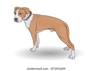 Young American Staffordshire Terrier stands on a white background. Hand drawing, vector illustration, EPS 10. Funny, beautiful puppy brown and white.