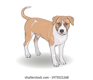 Young American Staffordshire Terrier stands on a white background. Hand drawing, vector illustration, EPS 10, isolated. Funny, beautiful puppy brown and white.