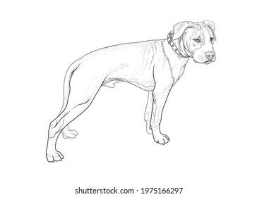 Young American Staffordshire Terrier stands on a white background. Hand drawing, linear vector illustration, EPS 10. Funny, beautiful puppy black and white.