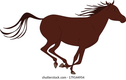 young arabian horse