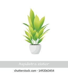 Young aspidistra elatior plant or cast-iron home flower in a pot in modern flat style. Aspidistra isolated. Vector Illustration