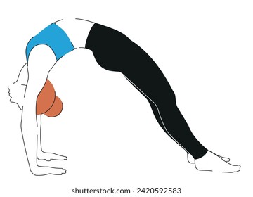 Young, athletic, slender woman practicing yoga and fitness drills. wholesome way of life. cartoon female figures performing  yoga pose isolated on a white background - Vector