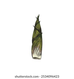 Young bamboo shoot, green color. Sprout. Leaves with natural texture. Oriental plant. Hand drawn. Sketch style. Vertical position. Botanical vector illustration isolated on white background.