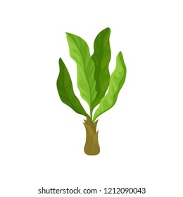 Young banana palm tree with large green leaves. Tropical plant. Natural landscape element. Flat vector icon