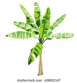 Young banana tree in the color vector image on a white background
