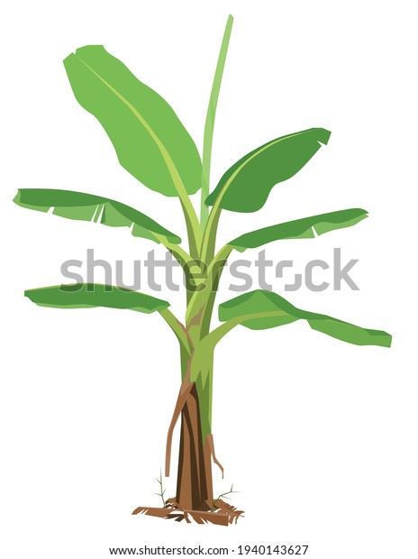 Young Banana Tree Withered Leaves Falling Stock Vector (Royalty Free ...