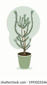 Young banksia ericifolia tree with wood stake in green pot. Colorful vector illustration isolated on light pastel background color. Beautiful plant  in cartoon style. 