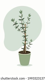 Young banksia integrifolia tree with wood stake in green pot. Colorful vector illustration isolated on light pastel background color. Beautiful plant  in cartoon style. 