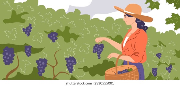 A young beautiful girl collects grapes in a basket. Holding a bunch of grapes in his hand. Green vineyard on the farm. Ripe fruit for wine. Autumn harvest season. Vector illustration